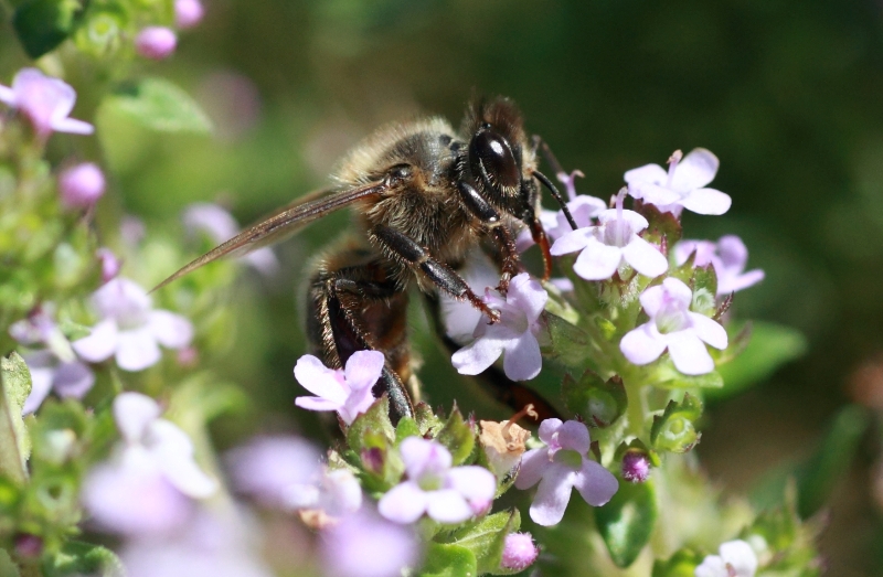 Ferme apicole Beaudéant