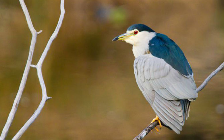  Bihoreau-gris-adulte-s-etirant-w2 