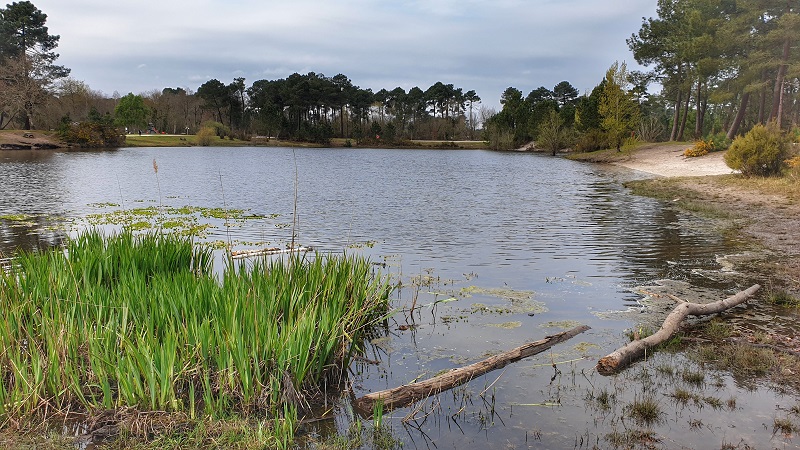 Le bois des sources du Peugue