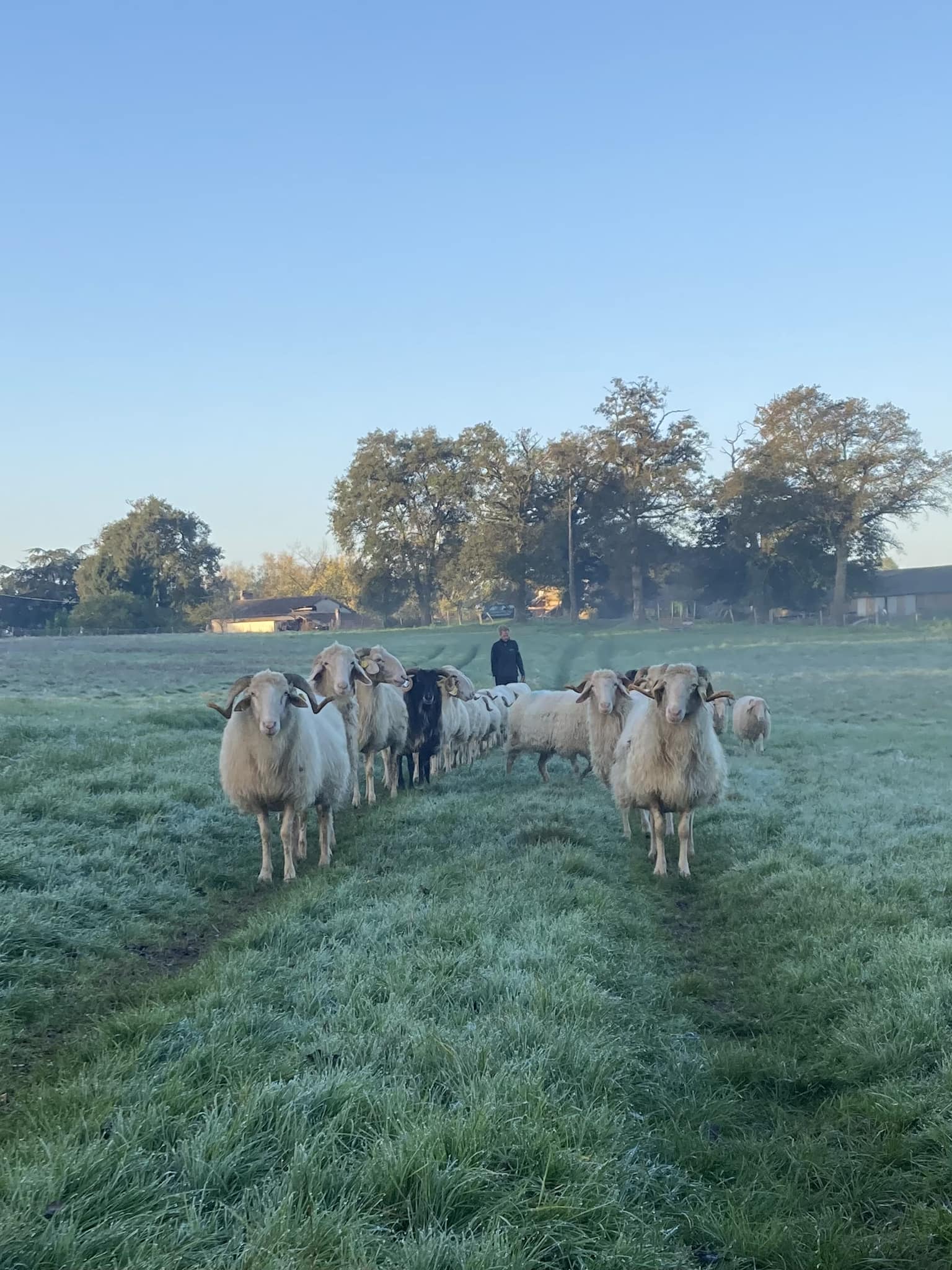 La Ferme des Vieux Chênes - Fromages et yaourts au lait de brebis - photo 3