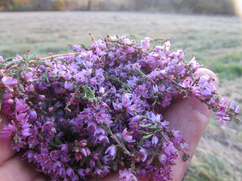 La Ferme Brasserie Moustous, Cours-les-Bains - photo 9