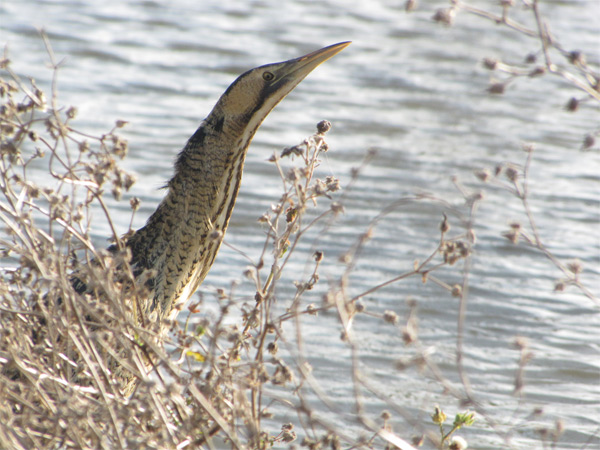 Terres d'Oiseaux