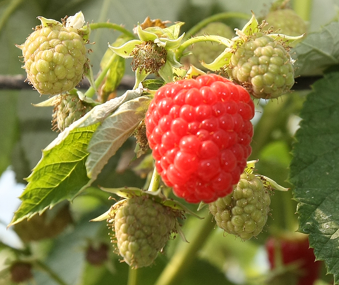 Framboises du Tursan