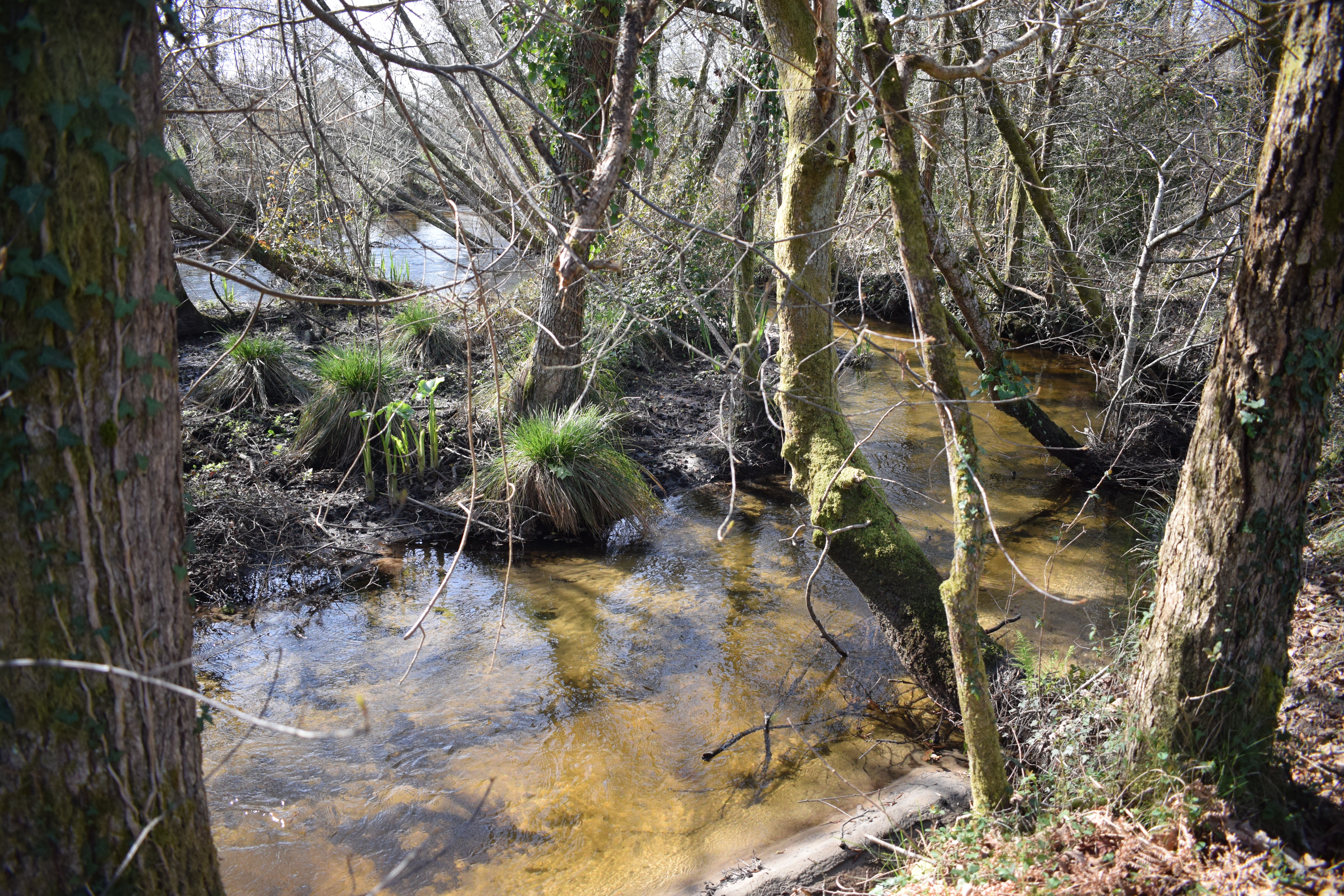 Natura 40-gebied van Bas Rouge