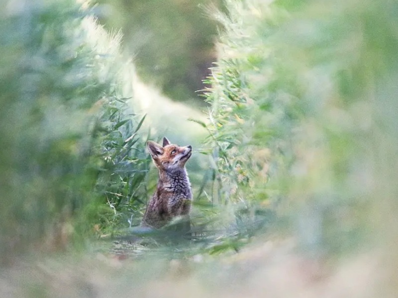 Activités agricoles & biodiversité - Conférences et expositions