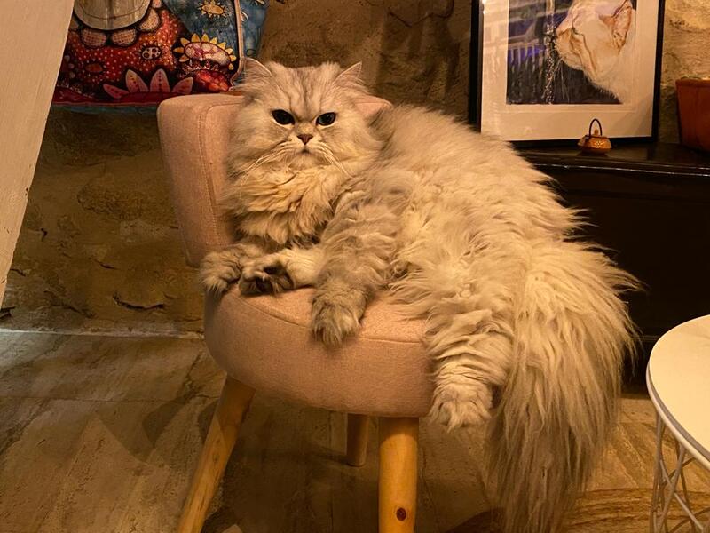 Le Cat Quarts, Saint-Macaire - photo 8