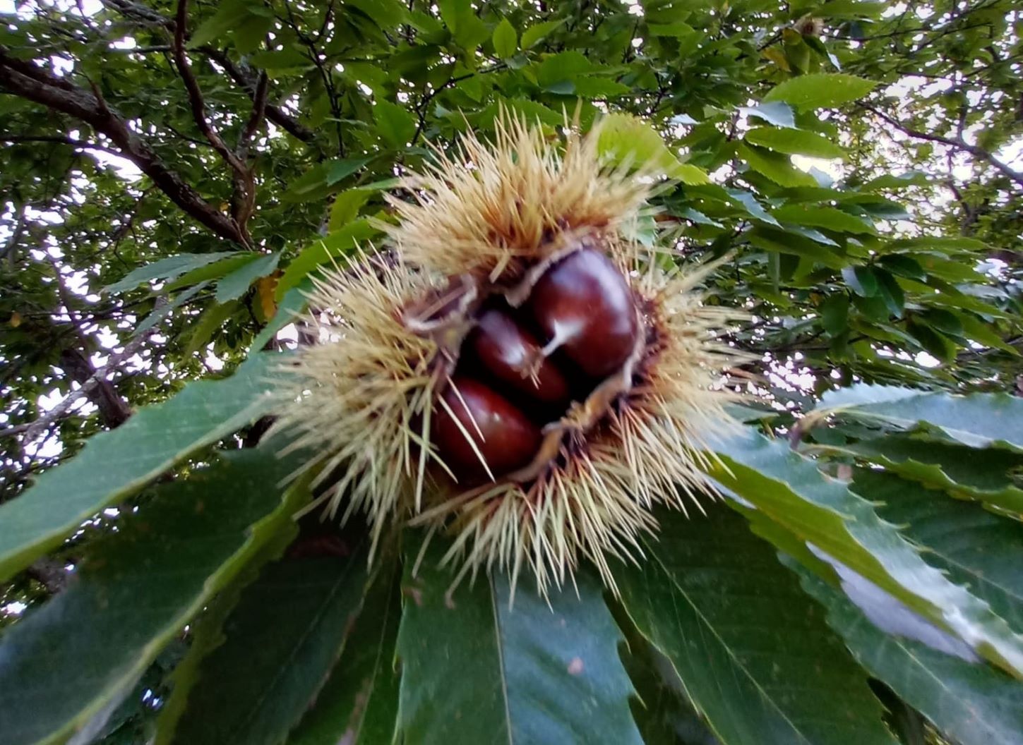 La Châtaigne Béarnaise