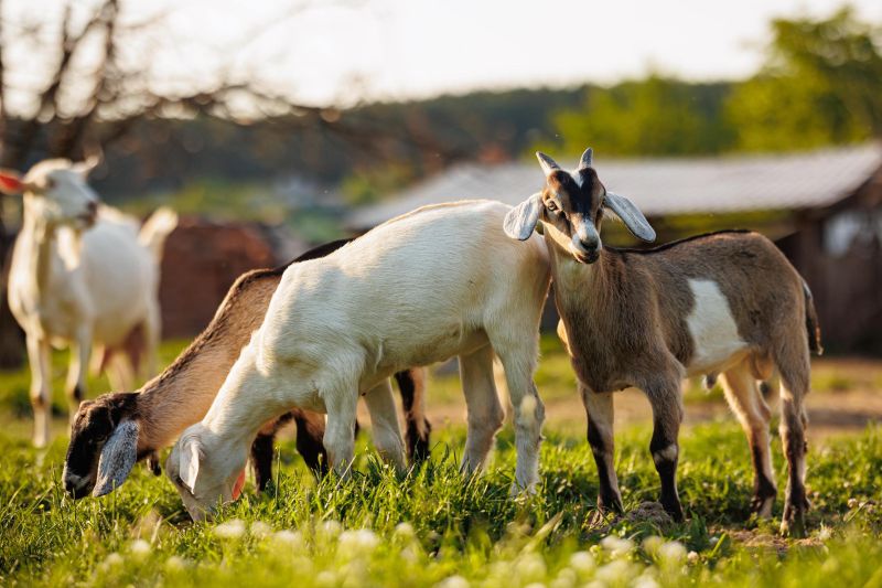 La forêt des animaux