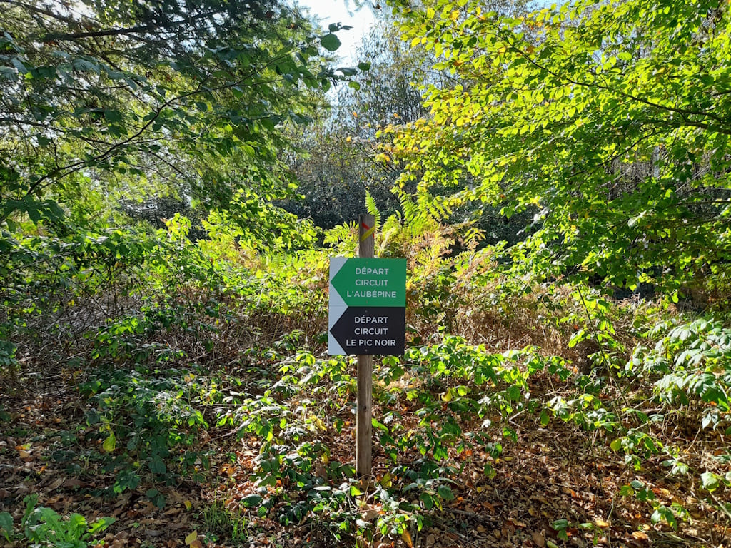 Forêt communale de Lifarnet
