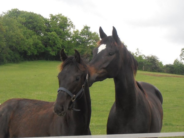 Haras de Soulignac