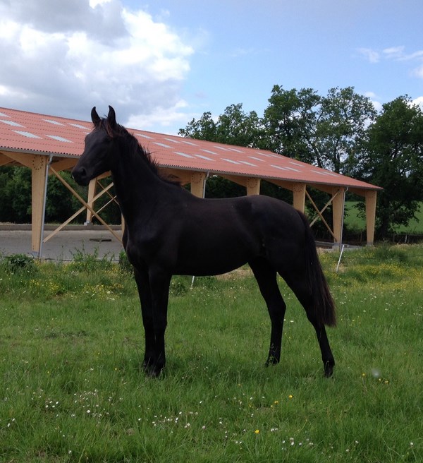 Haras de Soulignac