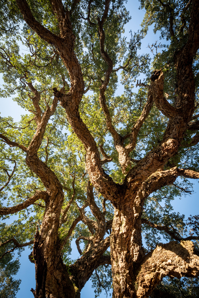 Arbre Remarquable - Le chêne liège