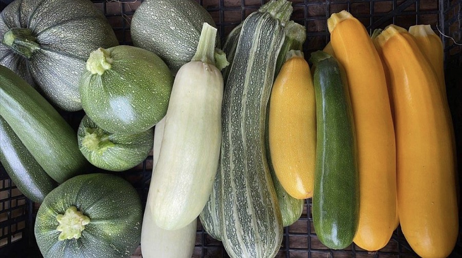 ô jardin des chênes