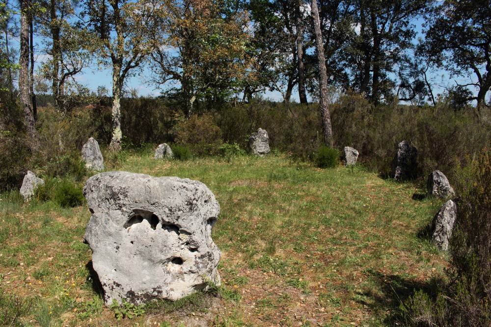 Visite guidée insolite : les secrets de la forêt landaise