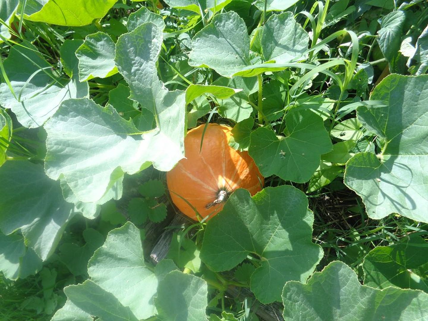 De ferme en ferme : Les Jardins du Bergons