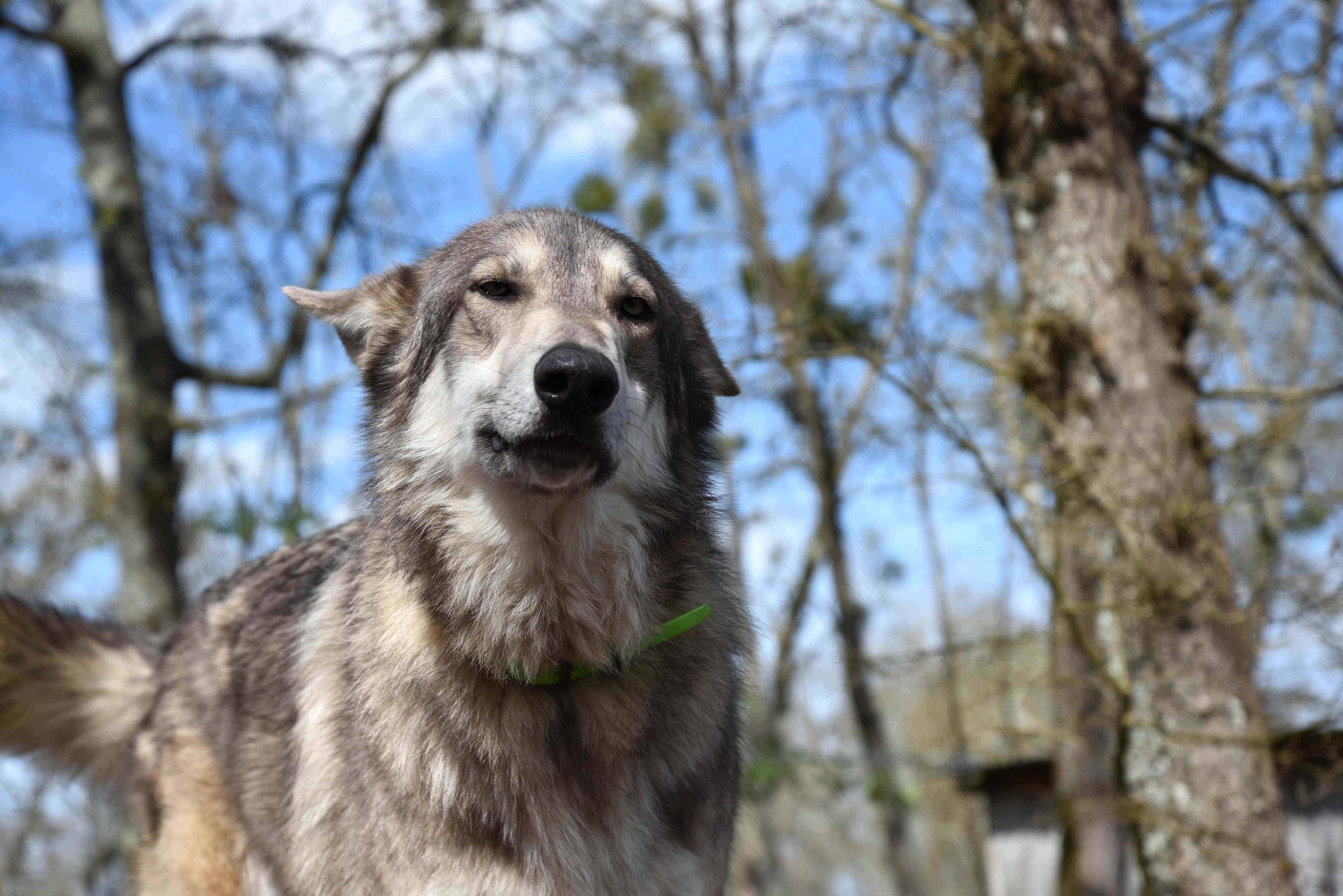 Wolfdog Paradise