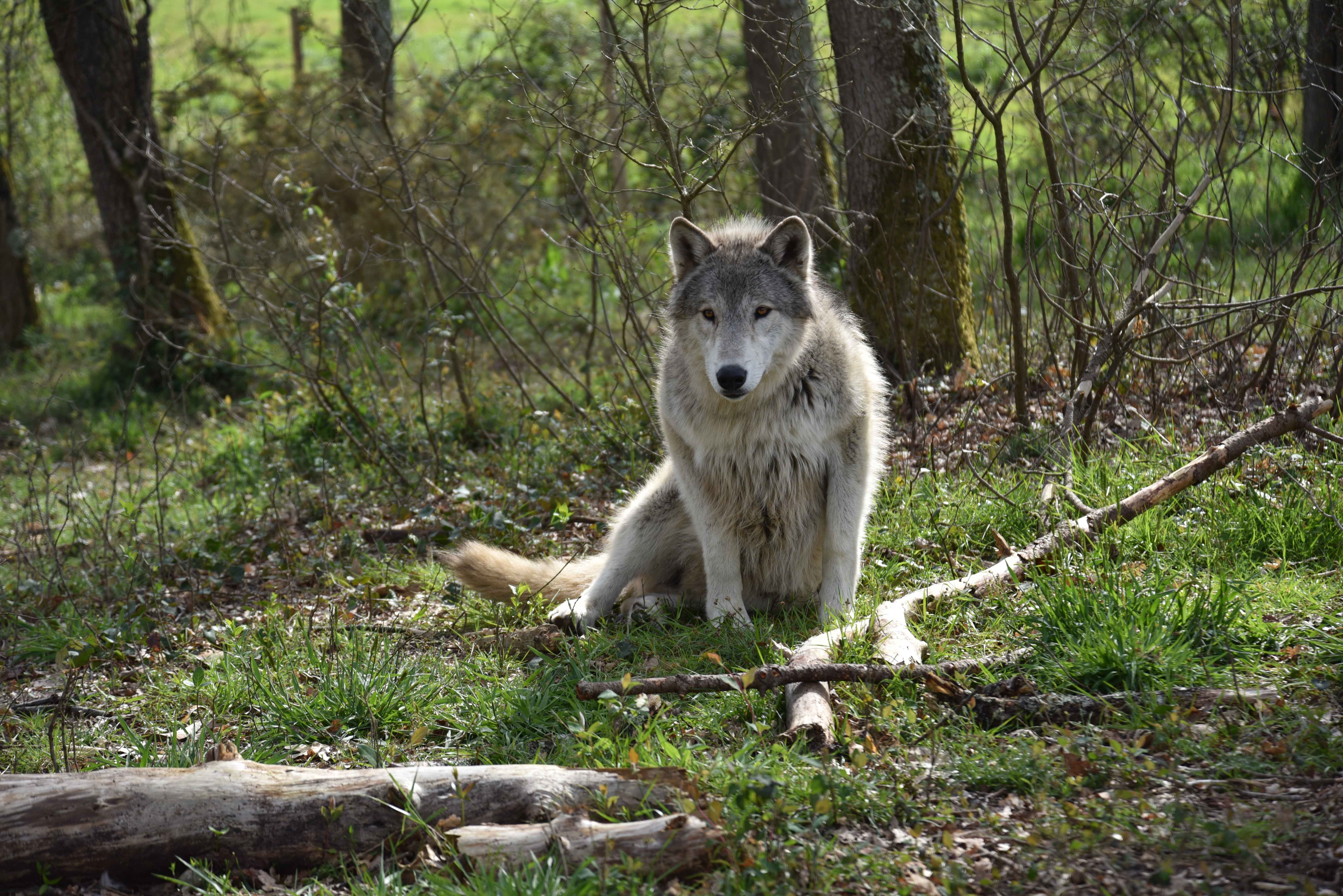 Wolfdog Paradise