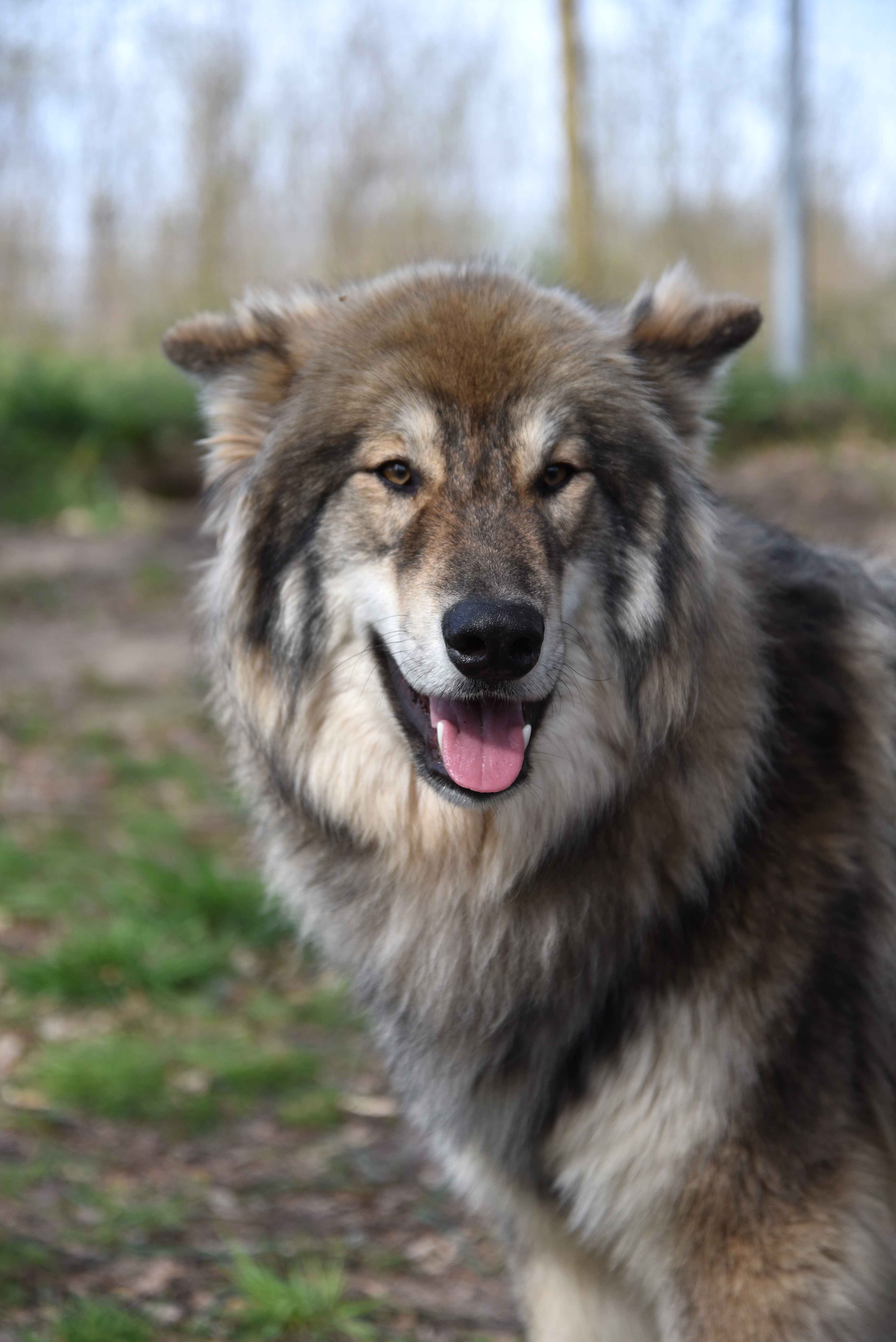 Wolfdog Paradise