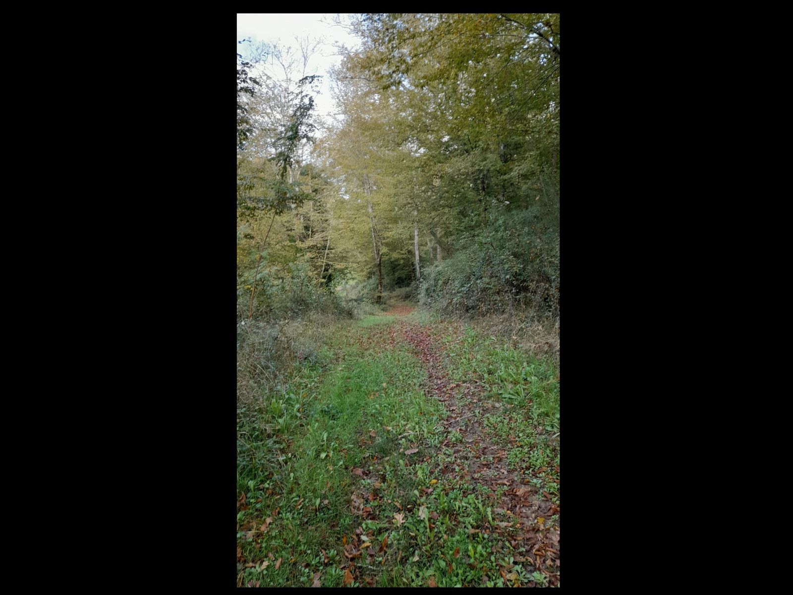 Etang de Caumont