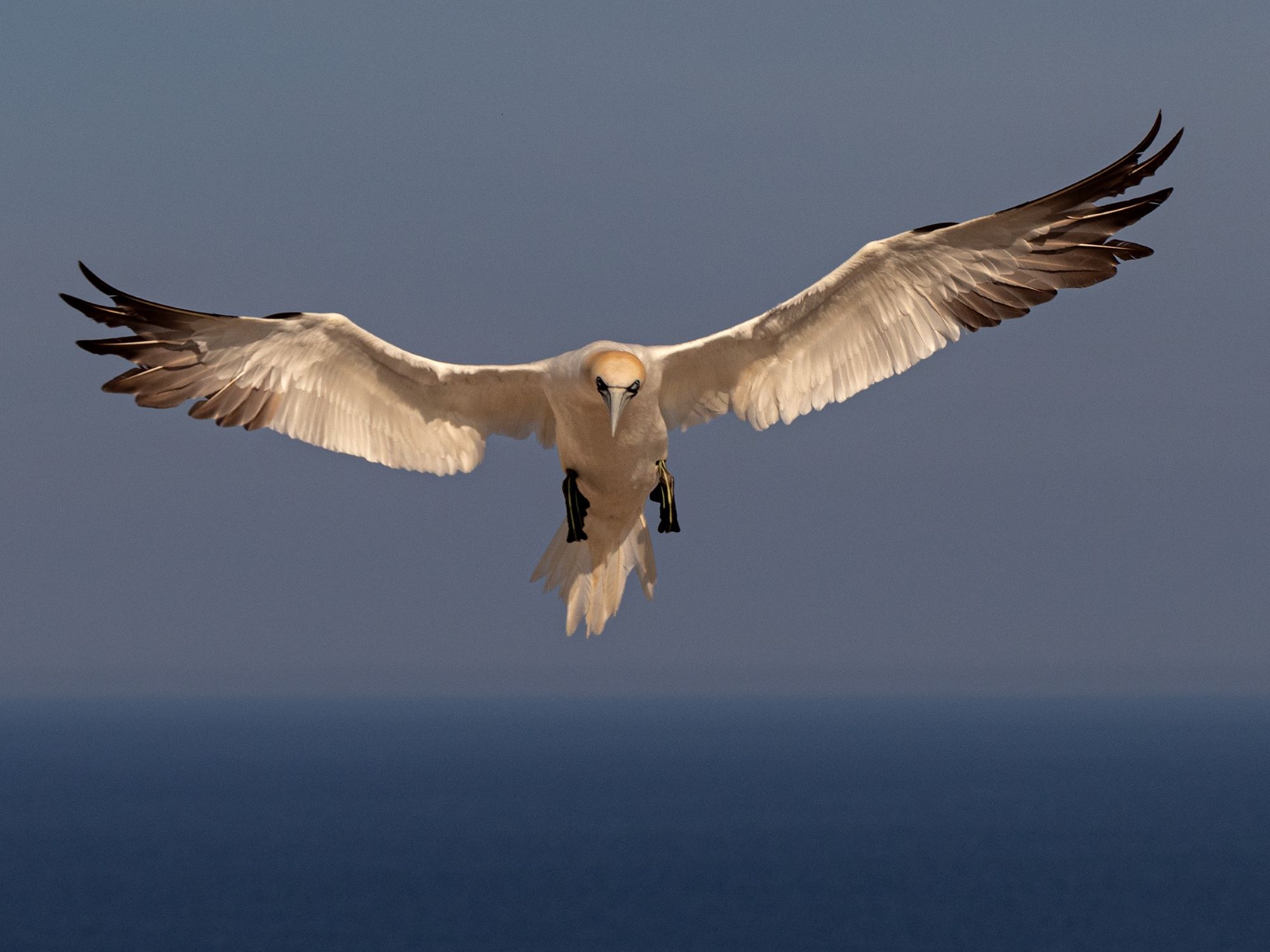Exposition photographique "Oiseaux, entre pose et envol"