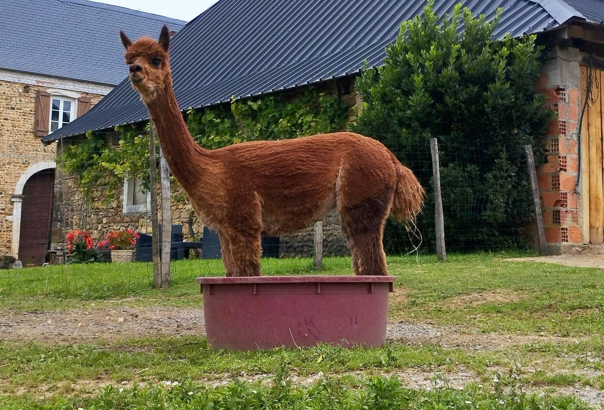 Ferme Pakucha