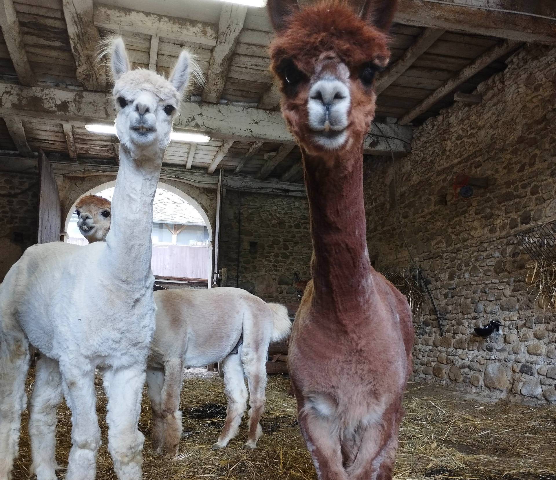 Ferme Pakucha