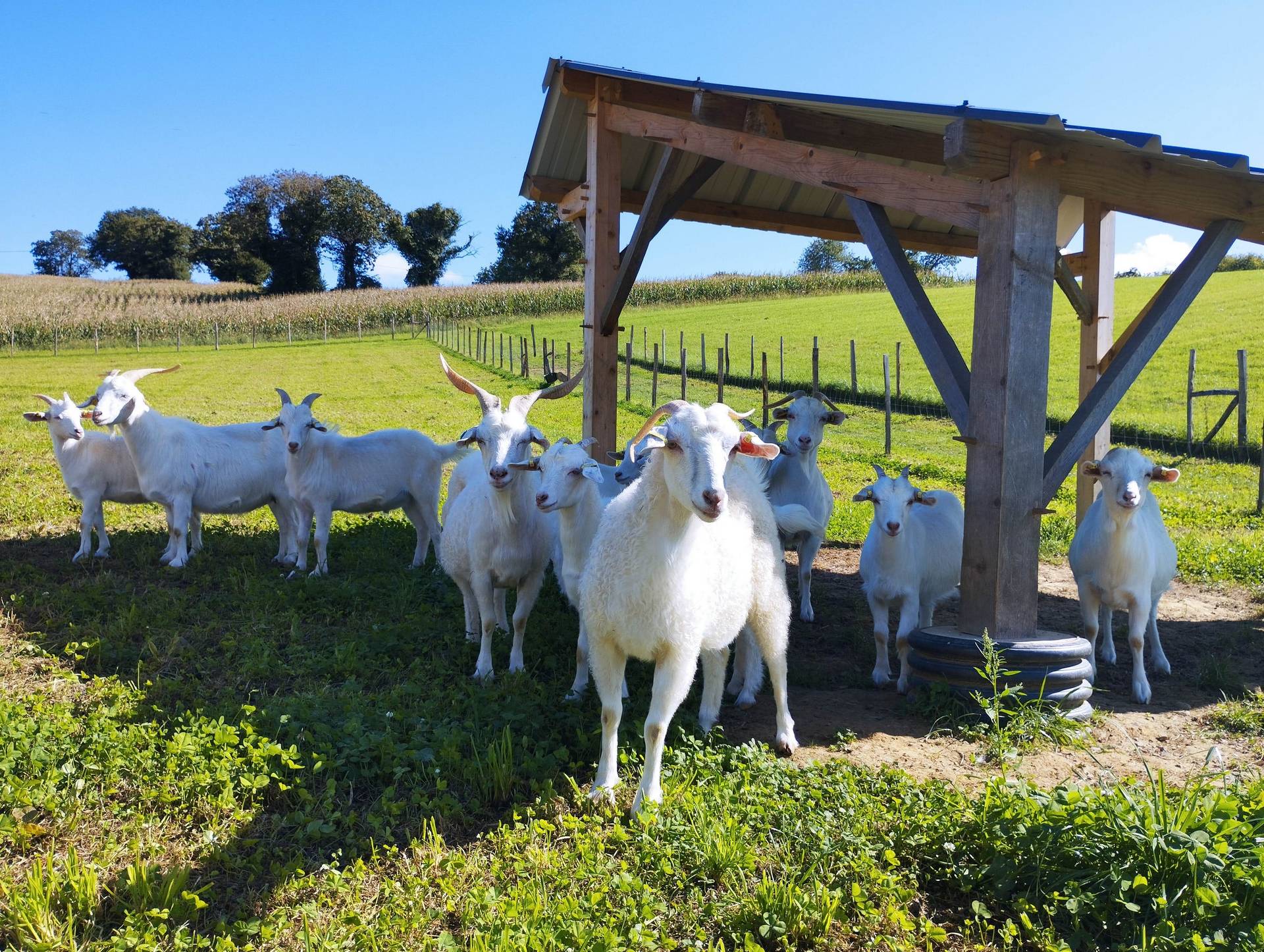 Ferme Pakucha