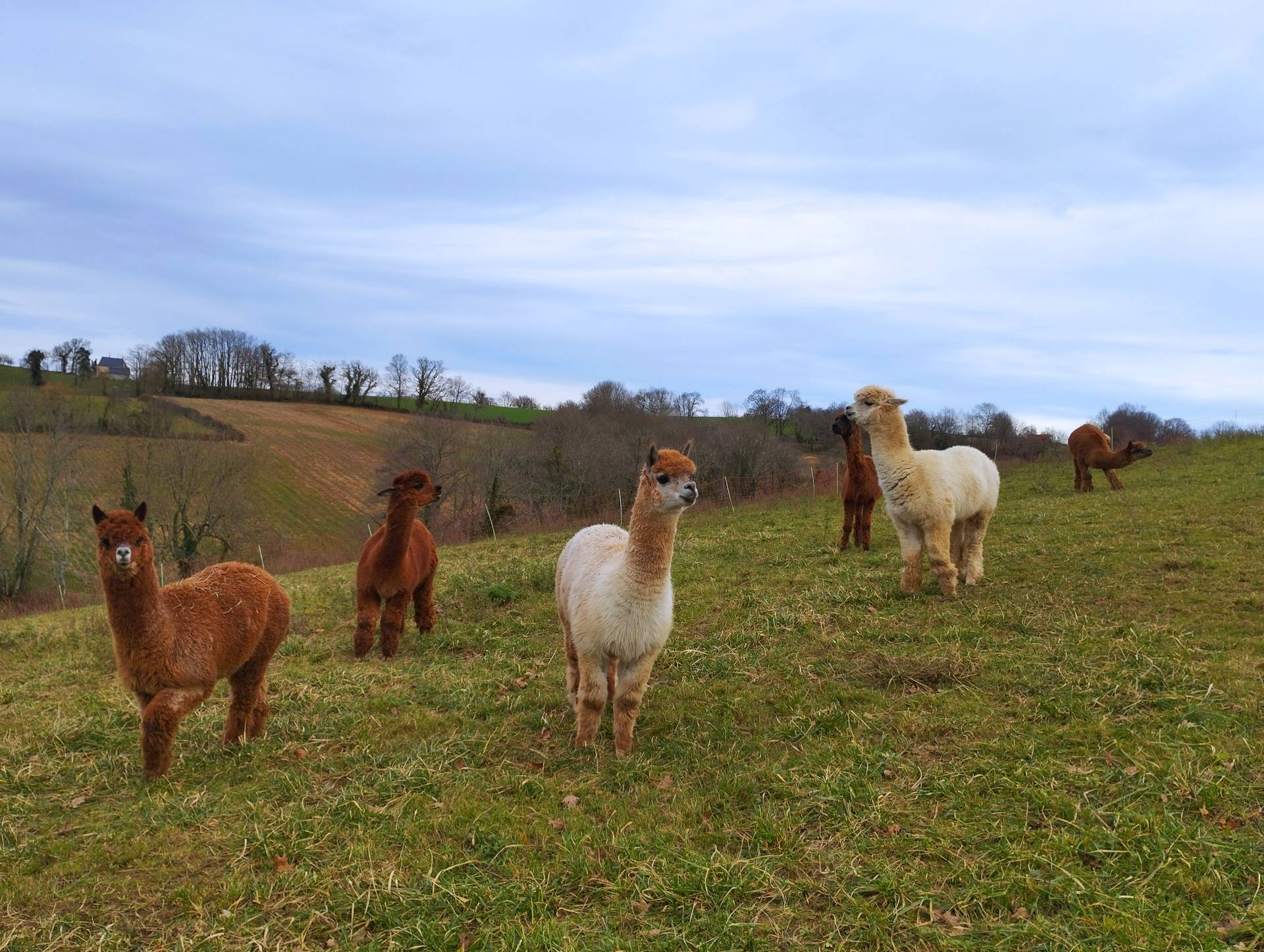 Ferme Pakucha