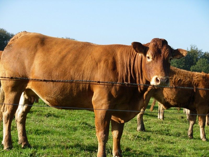 Ferme bovins Chez Combeau