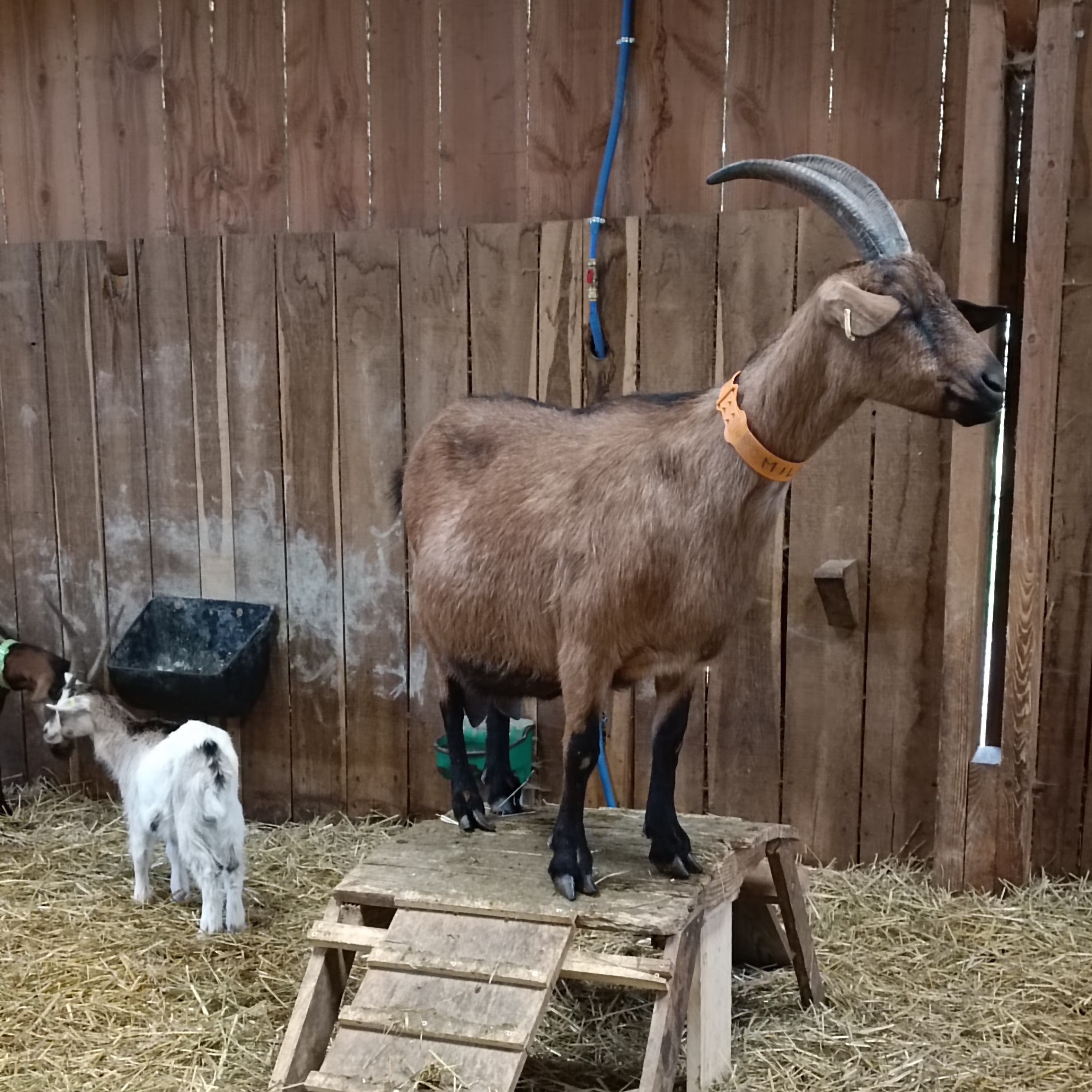 Rencontre avec des chèvres