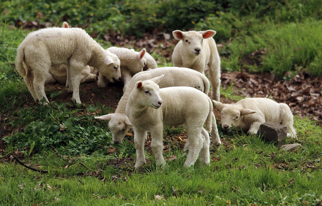 Ferme Terre et Passion