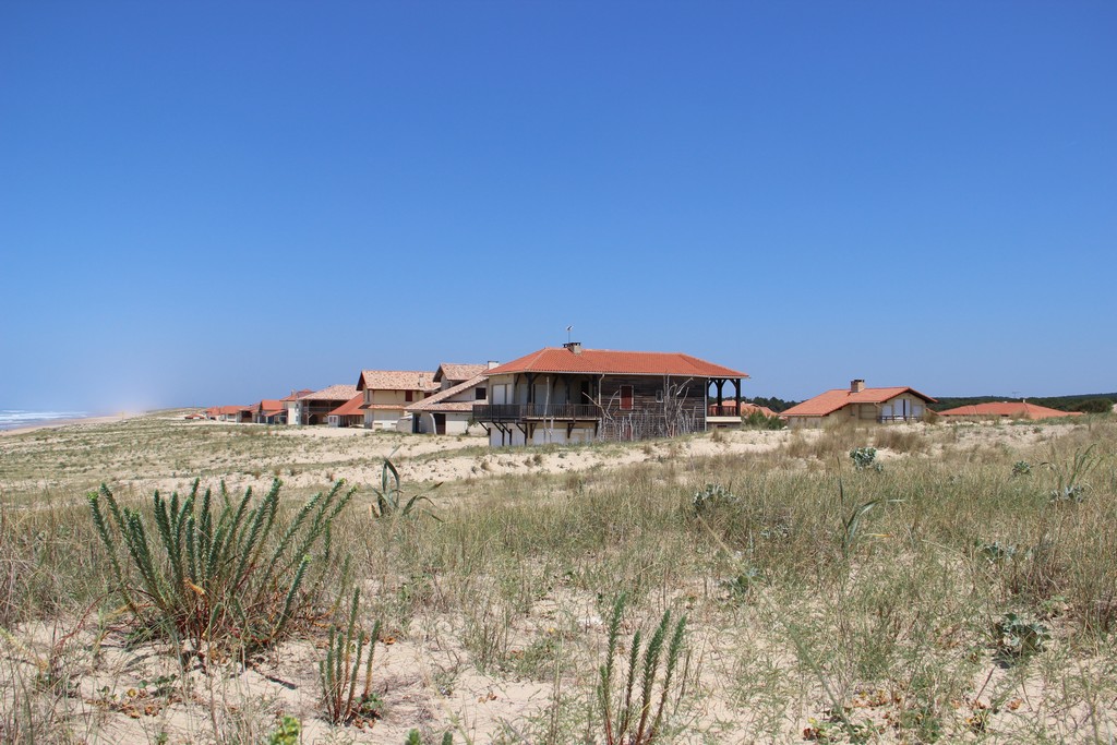 Die Entstehung der Küstendüne