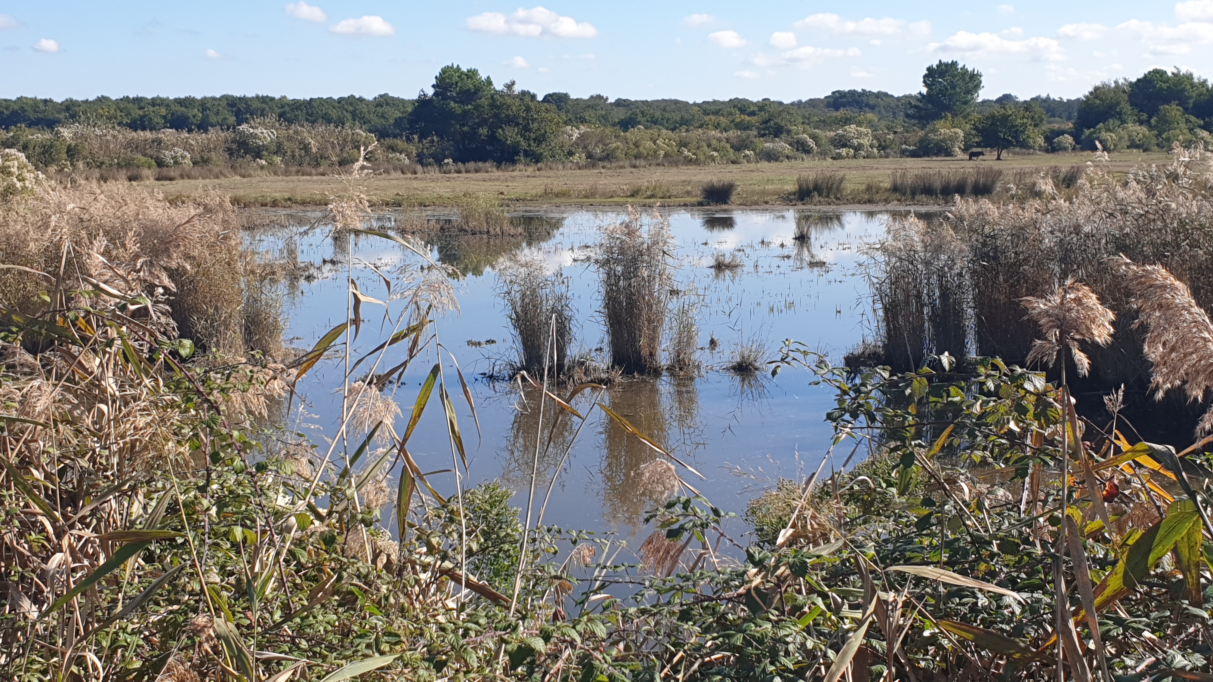 Le domaine de Fleury dans le delta de la Leyre