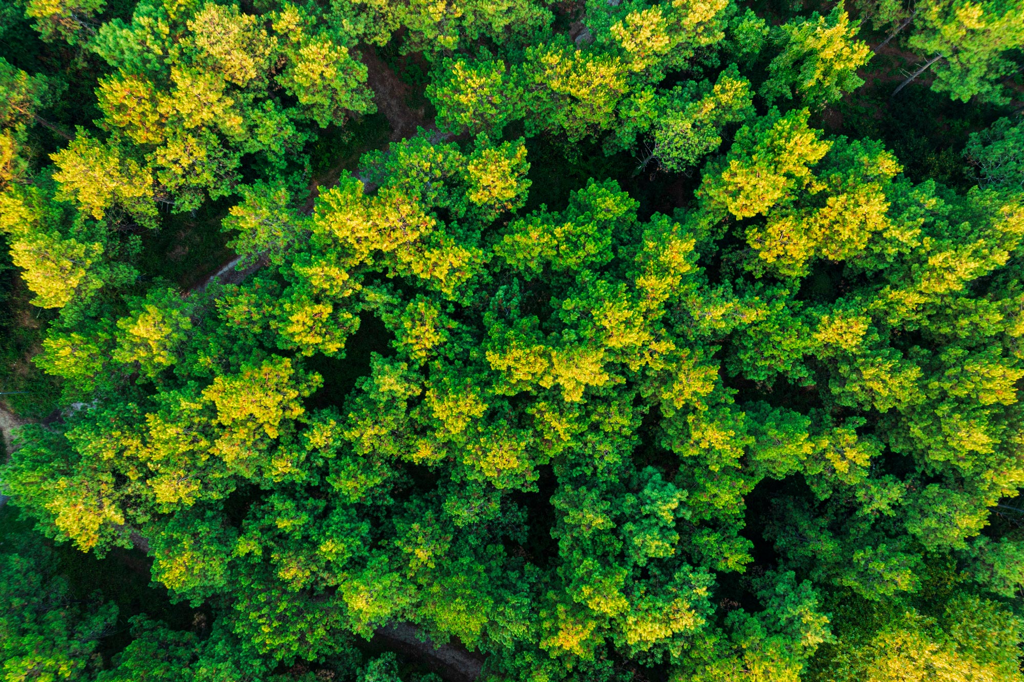 Forêt du Pignada