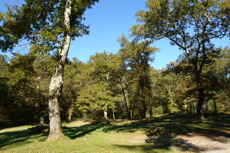 Forêt de Saint-Pée-sur-Nivelle