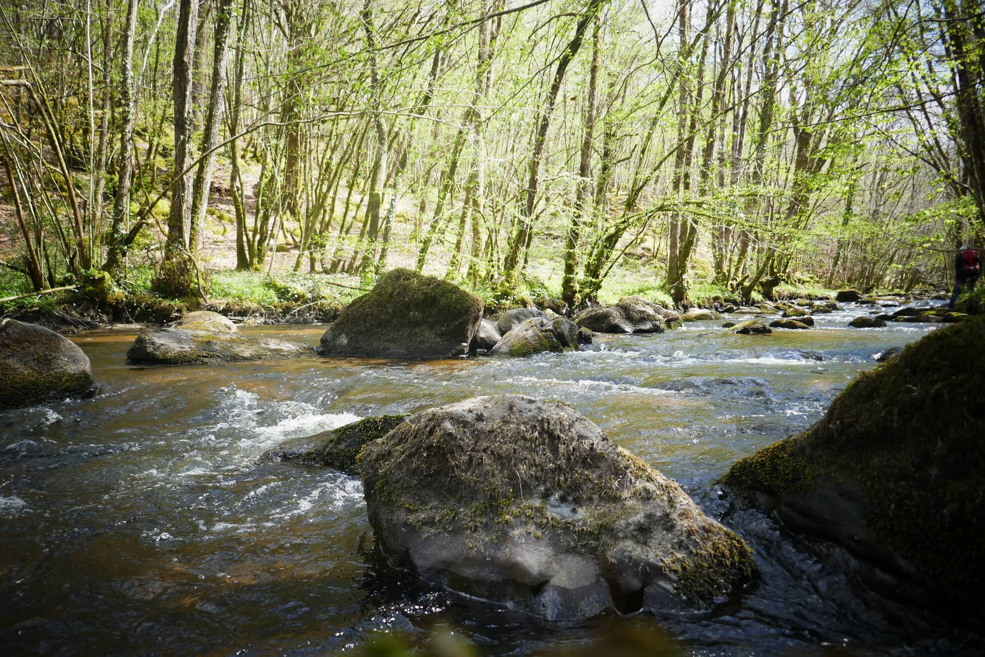 Forêt d'Épagne