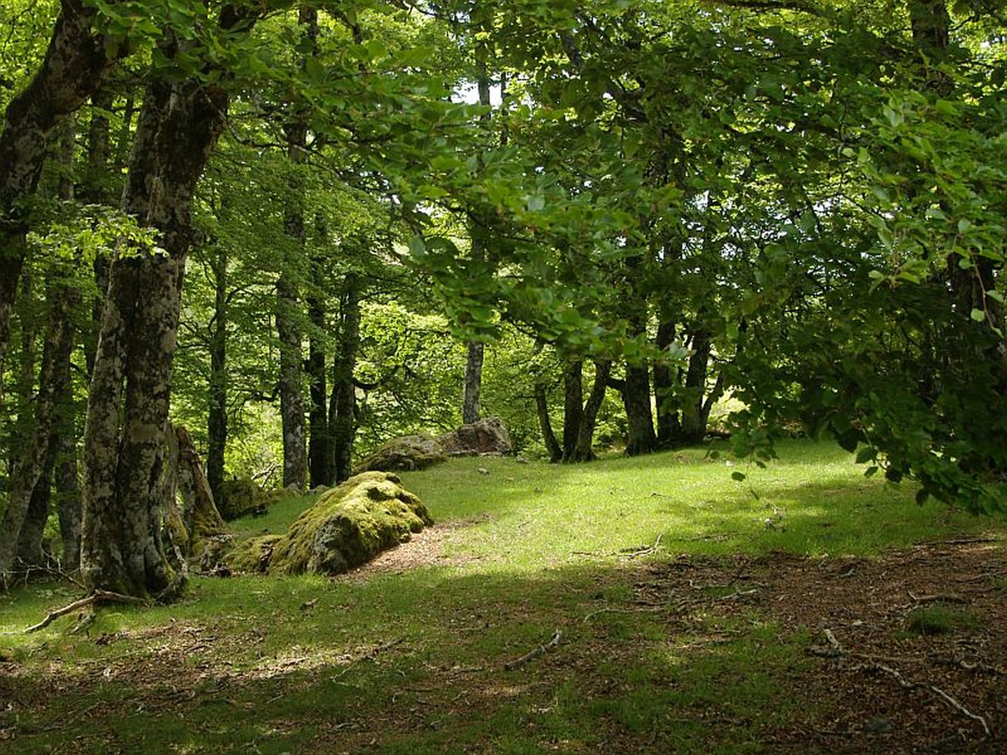 Forêt d'Iraty - Lac d'Iraty - L'Etxola