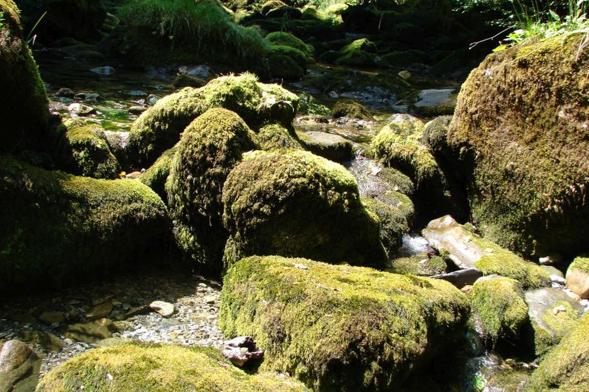 Forêt d'Issaux
