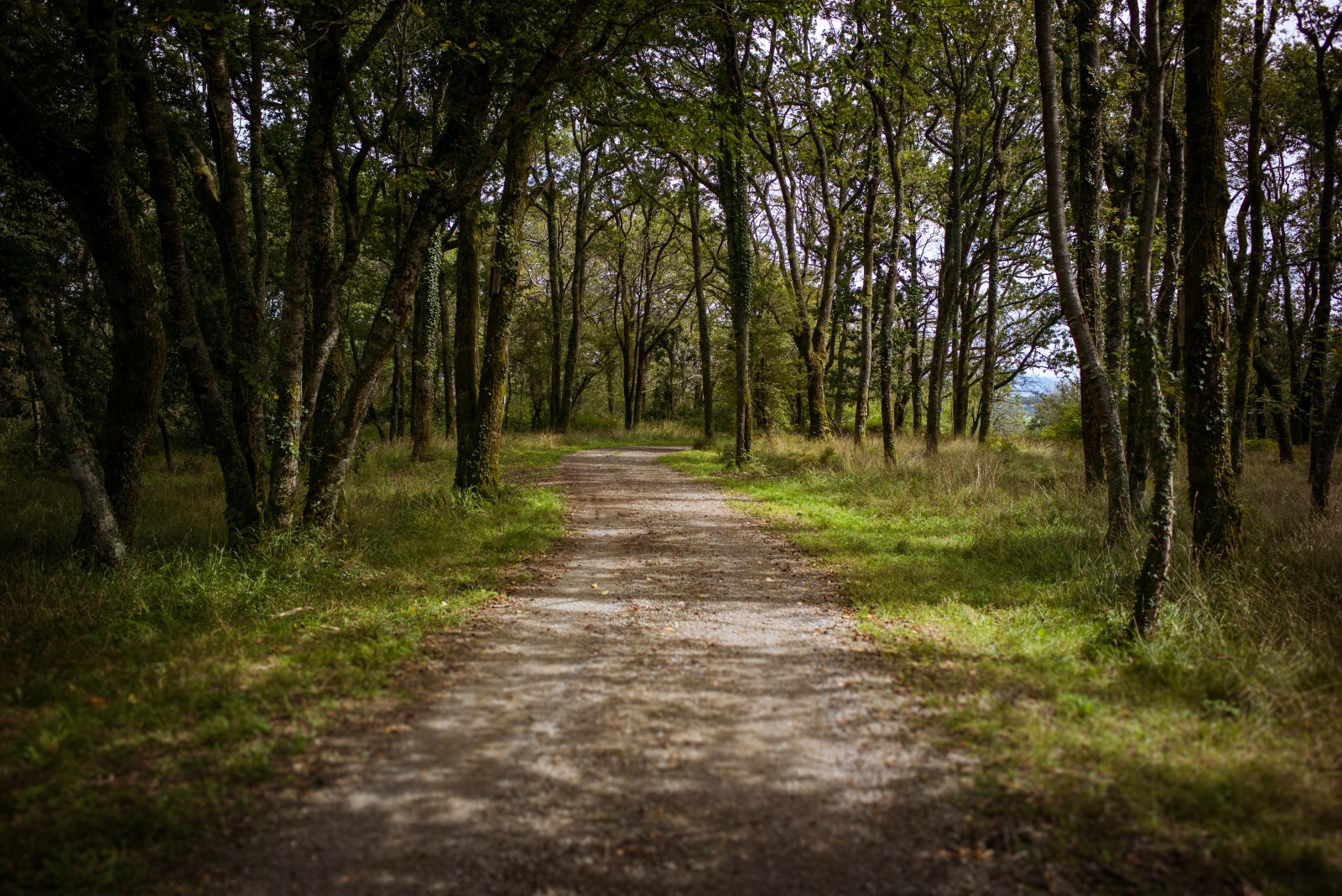 Forêt de Saint-Pée-sur-Nivelle