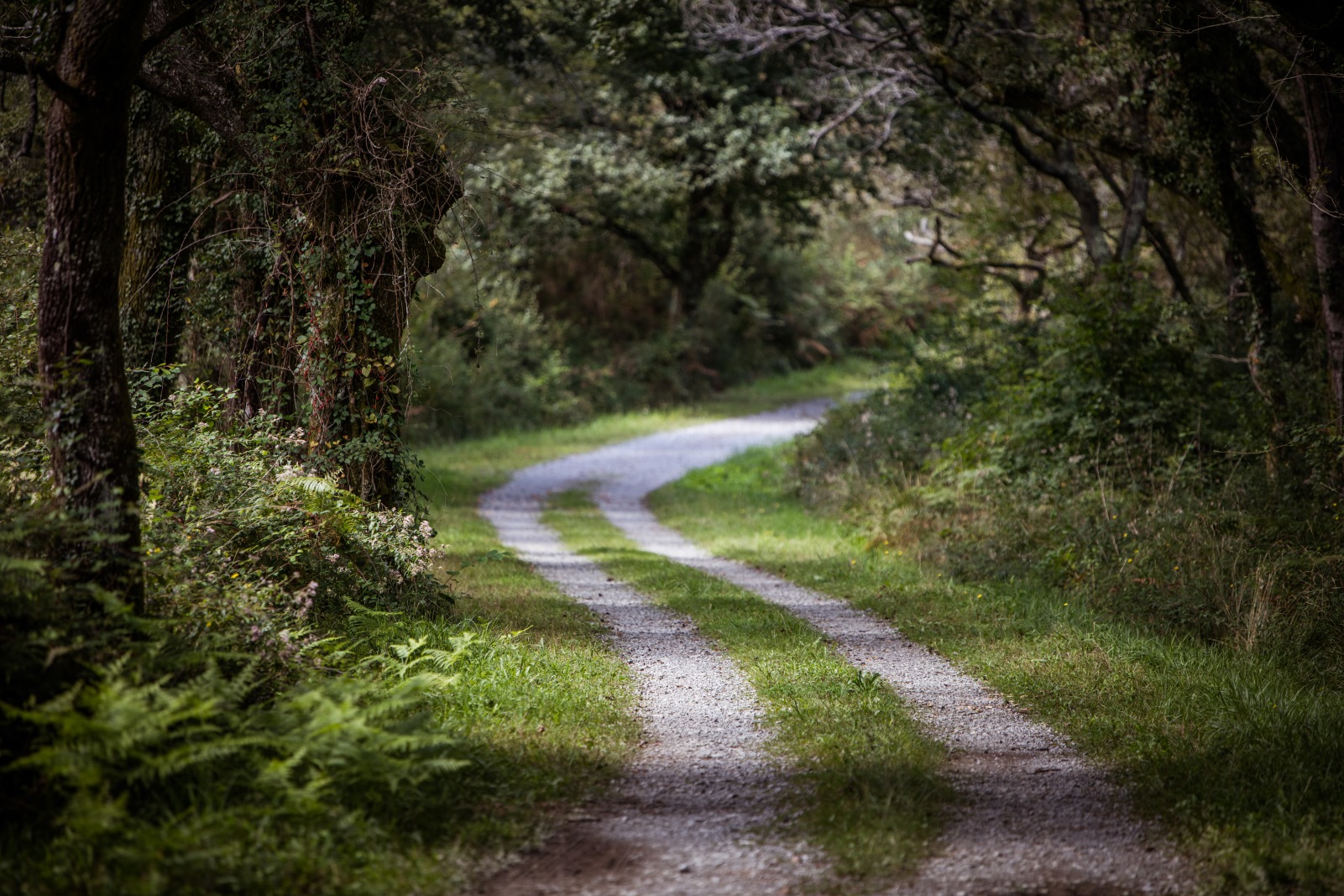 Forêt d'Ustaritz