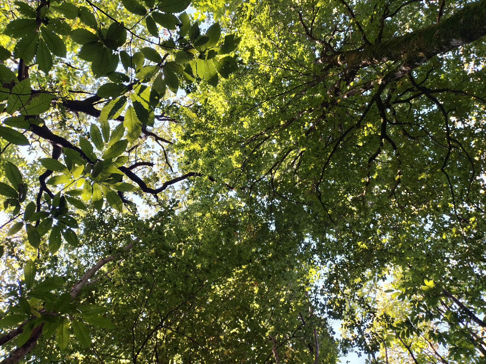 Forêt domaniale de l'Hermitain