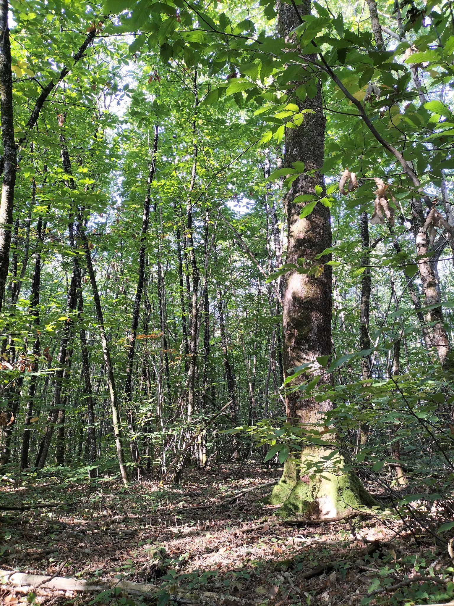 Forêt domaniale de l'Hermitain