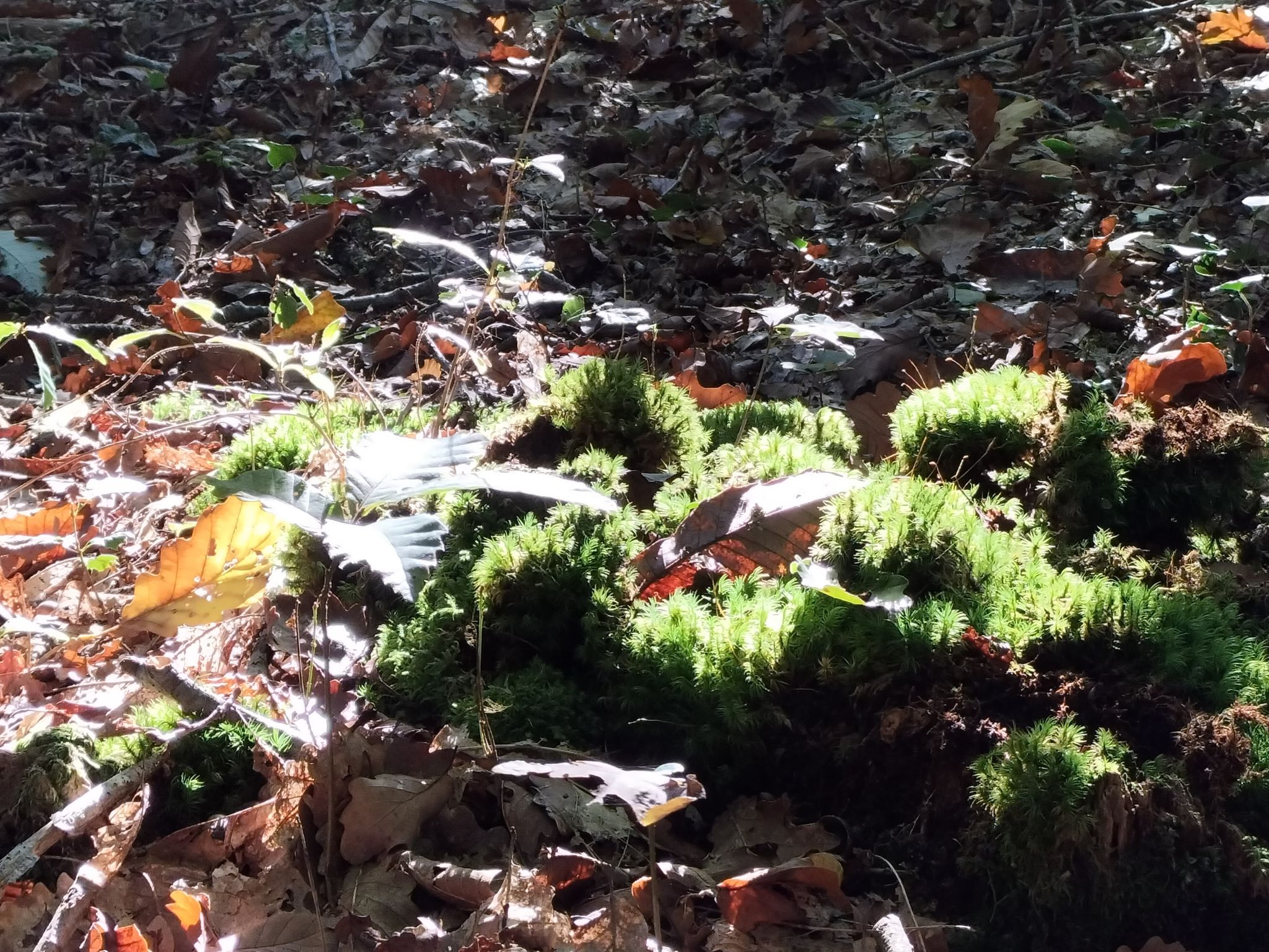 Forêt domaniale de l'Hermitain
