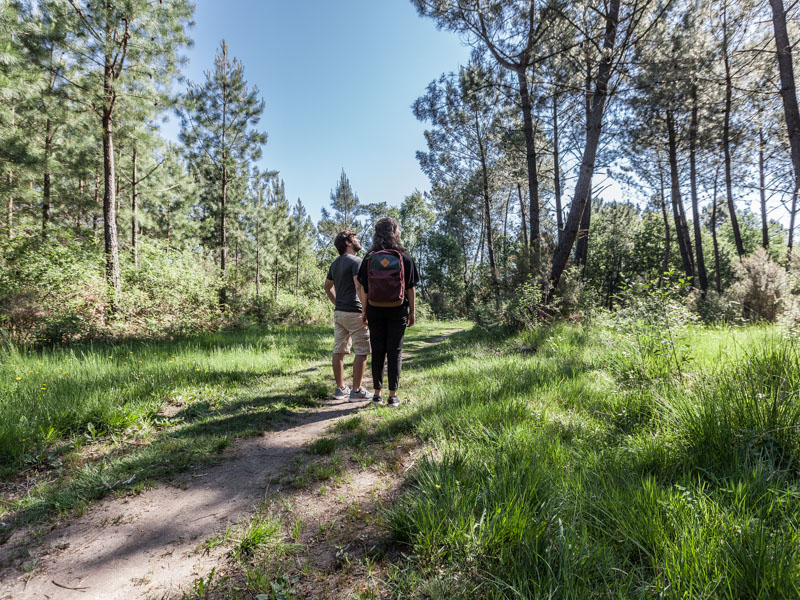 Forêt de Pins au Pian-Médoc