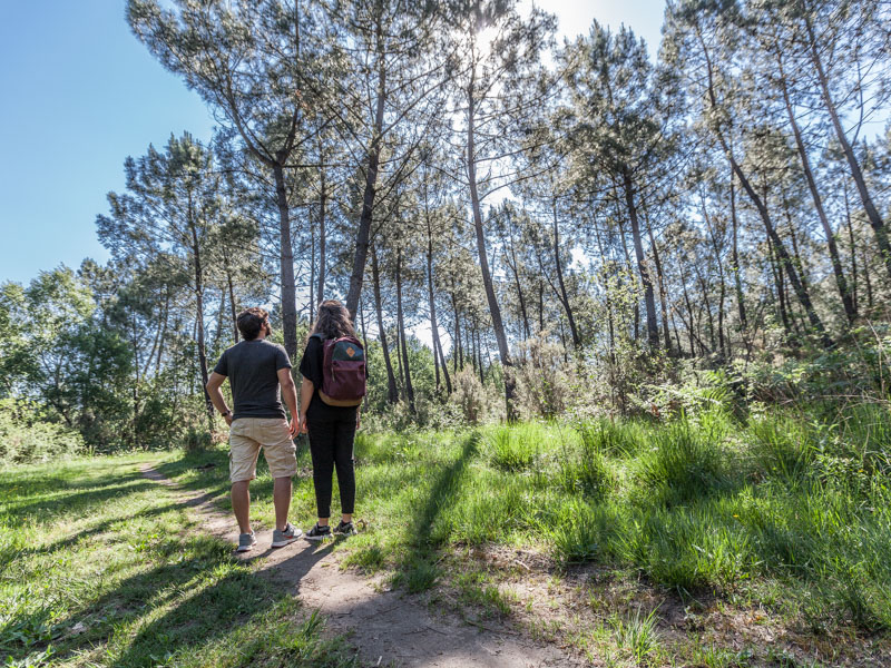 Forêt de Pins au Pian-Médoc