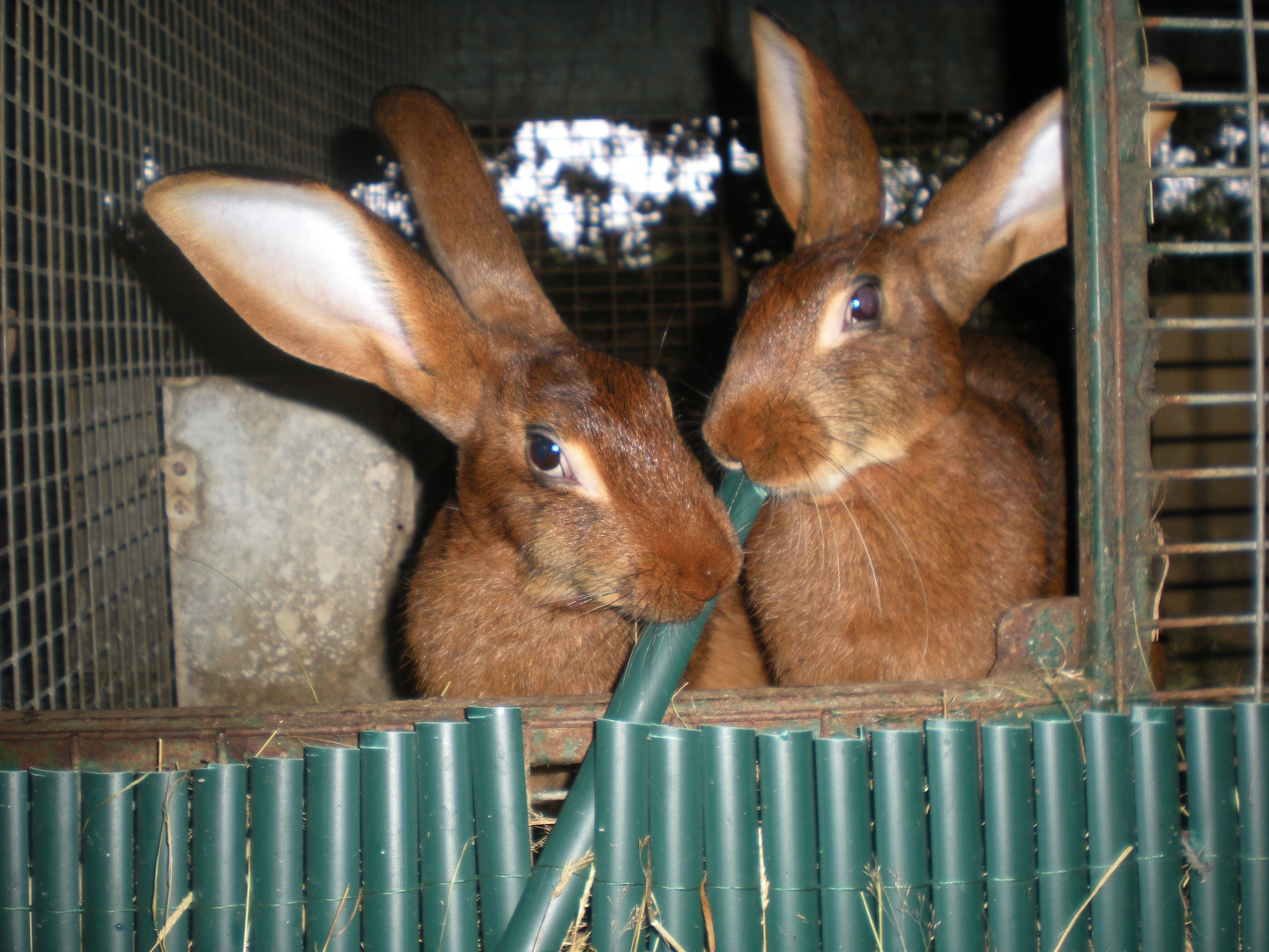 La Forêt des Lapins