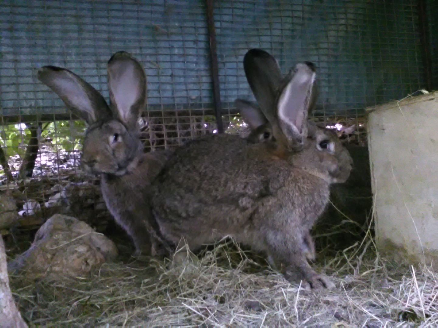 La Forêt des Lapins