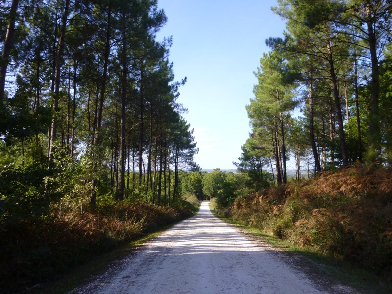 La Forêt du Vignoble