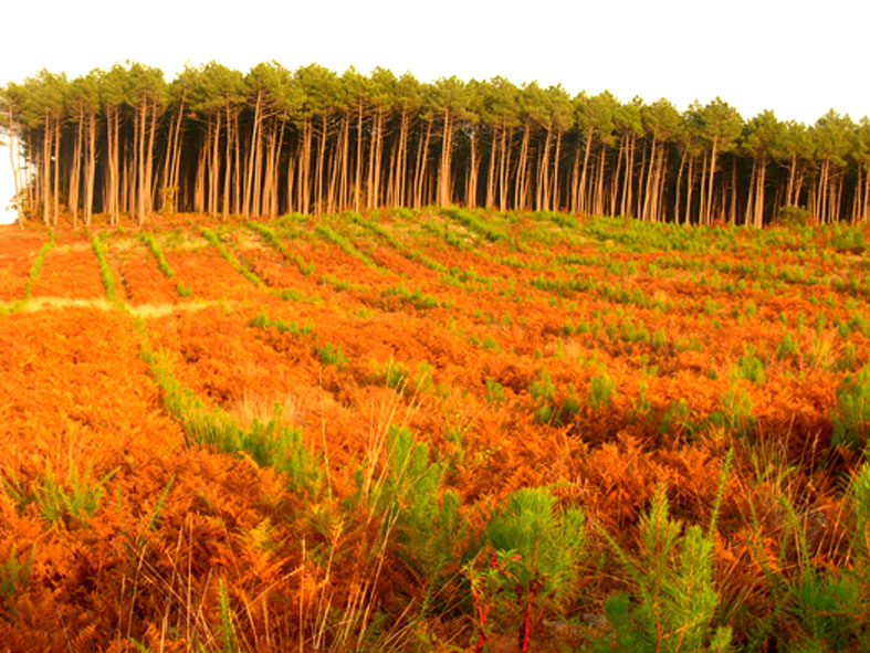 Forêt des Landes de Gascogne