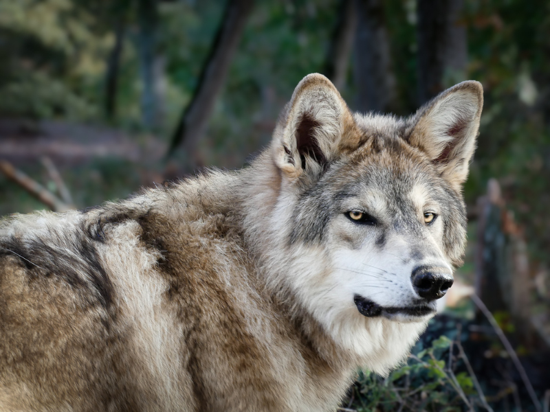 Wolfdog Paradise